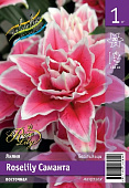 Лилия ЭКОНОМ-СЕРИЯ ROSELILY САМАНТА (1 шт)