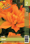Лилия ЭКОНОМ-СЕРИЯ ДЬЮС (2 шт)