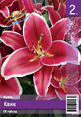 Лилия ЭКОНОМ-СЕРИЯ КВИК (2 шт)