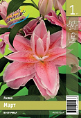 Лилия ЭКОНОМ-СЕРИЯ МАРТ (1 шт)