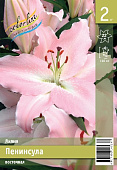 Лилия ЭКОНОМ-СЕРИЯ ПЕНИНСУЛА (2 шт)