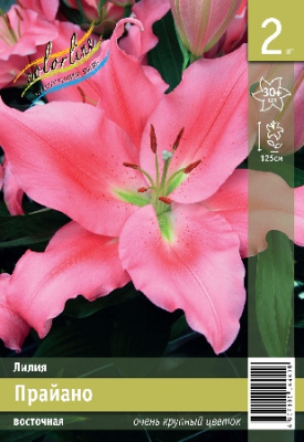 Лилия ЭКОНОМ-СЕРИЯ ПРАЙАНО (2 шт)