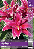 Лилия ЭКОНОМ-СЕРИЯ ФАБИЕНН (2 шт)