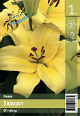 Лилия ЭКОНОМ-СЕРИЯ ЭЛДОРЕТ (1 шт)