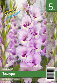 Гладиолус ЭКОНОМ-СЕРИЯ ЗАМОРА (5 шт)