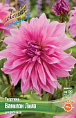Георгин Вавилон Лила (1 шт)