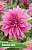 Георгин Вавилон Лила (1 шт)