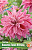 Георгин Вавилон Лилак Флеймд (1 шт)