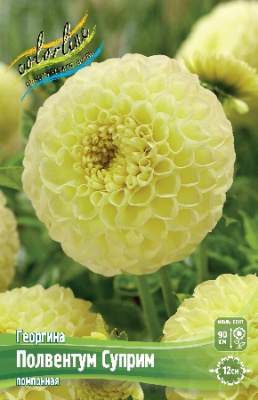Георгин Полвентум Суприм (1 шт)