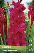 Гладиолус Пламтарт (10 шт)