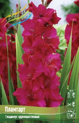 Гладиолус Пламтарт (10 шт)
