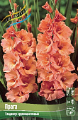 Гладиолус Прага (10 шт)