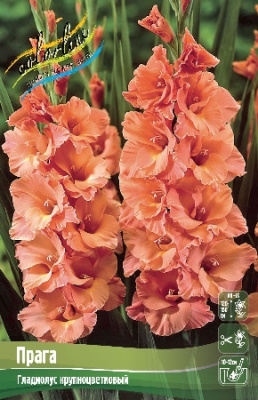 Гладиолус Прага (10 шт)