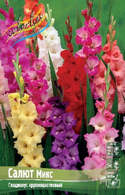 Гладиолус Салют, Микс (10 шт)