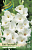 Гладиолус Уайт Просперити (10 шт)