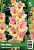 Гладиолус ЭКОНОМ-СЕРИЯ МОН АМУР (5 шт)