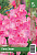Гладиолус ЭКОНОМ-СЕРИЯ ПИНК ЭВЕНТ (5 шт)