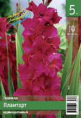 Гладиолус ЭКОНОМ-СЕРИЯ ПЛАМТАРТ (5 шт)
