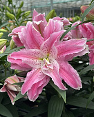 Лилия Roselily Азра (5 шт)