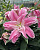 Лилия Roselily Азра (5 шт)