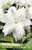 Лилия Roselily Анжела 16/18 (3 шт)