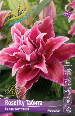 Лилия Roselily Табита 16/18 (3 шт)