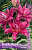 Лилия Roselily Флоретта 16/18 (3 шт)