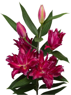 Лилия Амарна (3 шт)