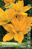 Лилия БЕВЕРЛИ ГОЛД 16/18 (3 шт)
