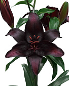 Лилия Блэкстоун (7 шт)