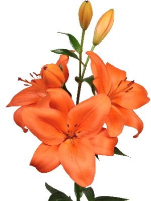 Лилия Датч Пашшн (7 шт)