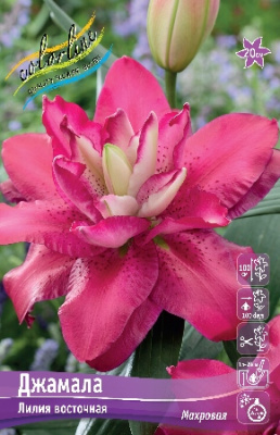 Лилия ДЖАМАЛА 16/18 (3 шт)