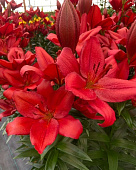 Лилия Кандинский (7 шт)