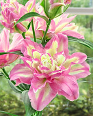 Лилия Лакки Энджел (5 шт)