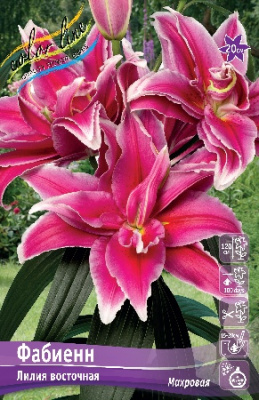 Лилия ФАБИЕНН 16/18 (3 шт)