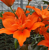 Лилия ЭКОНОМ-СЕРИЯ АЛАНИ (2 шт)