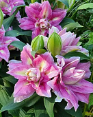 Лилия ЭКОНОМ-СЕРИЯ ФОКСИ СПРИНГ СЮРПРИЗ (2 шт)