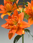 Лилия ЭКОНОМ-СЕРИЯ ХАЛК (1 шт)