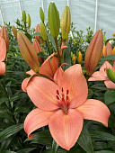 Лилия ЭКОНОМ-СЕРИЯ КОРАЛ САНСЕТ (2 шт)