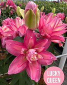 Лилия ЭКОНОМ-СЕРИЯ ЛАККИ КУИН (2 шт)