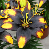 Лилия Тайни Массив (7 шт)