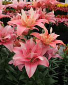 Лилия Баттерфляй Блоссом (5 шт)