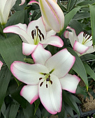 Лилия Йоркшир (5 шт)