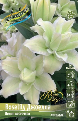 Лилия Roselily Джоелла 16/18 (3 шт)