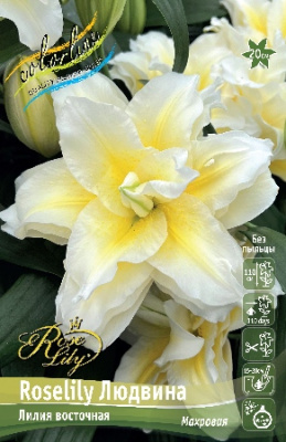 Лилия Roselily Людвина 16/18 (3 шт)