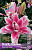 Лилия Roselily Олимпия 16/18 (3 шт)
