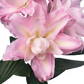 Лилия САННИ ДАБЛ ДЬЮТИ 16/18 (3 шт)