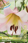 Лилия ИСТЕРН МУН 16/18 (3 шт)