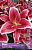Лилия КВИК 16/18 (5 шт)