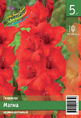 Гладиолус ЭКОНОМ-СЕРИЯ МАГМА (5 шт)